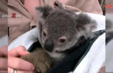 小动物视频,捕捉小动物视频的温馨瞬间